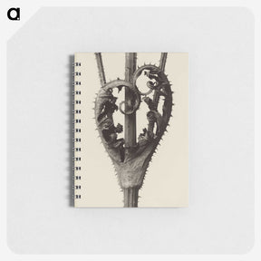 1-42_Karl-Blossfeldt_memo