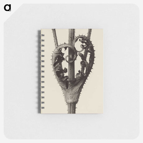 1-42_Karl-Blossfeldt_memo