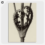 1-42_Karl-Blossfeldt_picture-crop