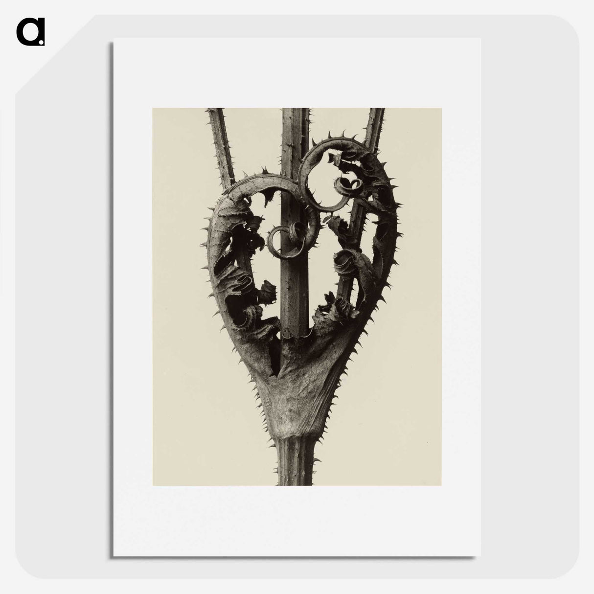 1-42_Karl-Blossfeldt_picture