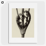 1-42_Karl-Blossfeldt_picture