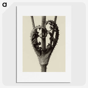 1-42_Karl-Blossfeldt_picture