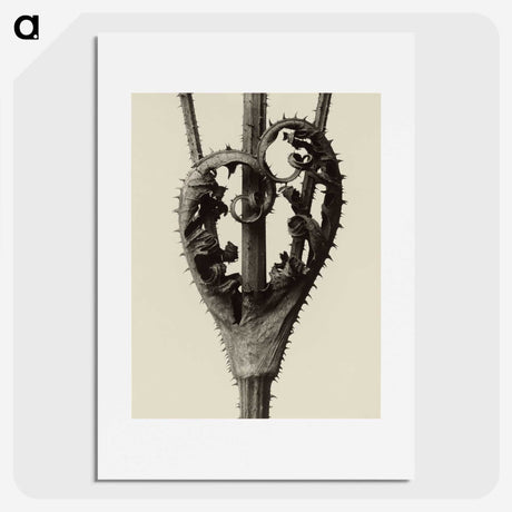 1-42_Karl-Blossfeldt_picture