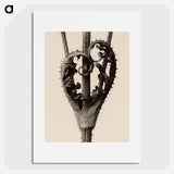 Dipsacus laciniatus - Karl Blossfeldt Poster.