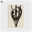 1-42_Karl-Blossfeldt_postcard
