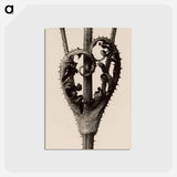 アートポストカード-Dipsacus laciniatus - カール ブロスフェルト Postcard.