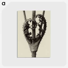 1-42_Karl-Blossfeldt_postcard