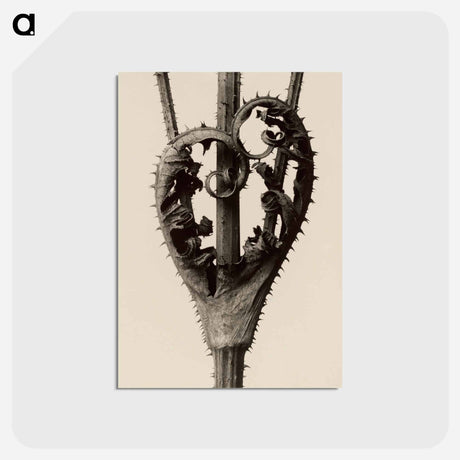 アートポストカード-Dipsacus laciniatus - カール ブロスフェルト Postcard.