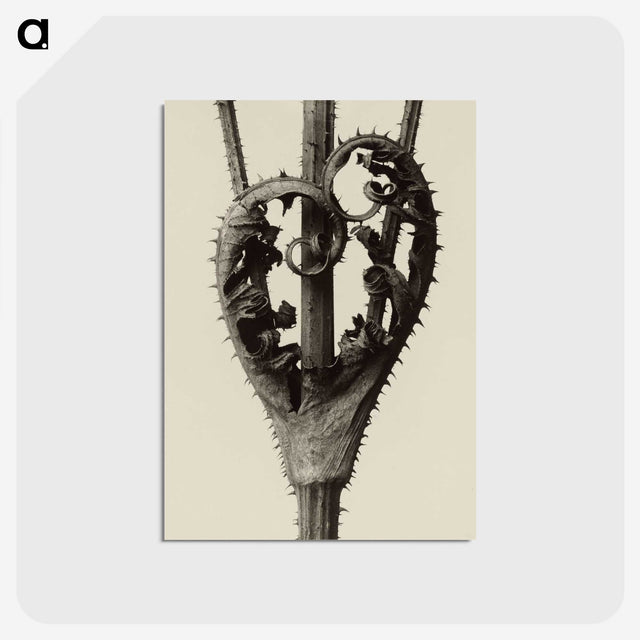 1-42_Karl-Blossfeldt_postcard