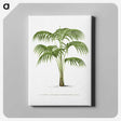 1-42_Les-Palmiers-Histoire-Iconographique_canvas