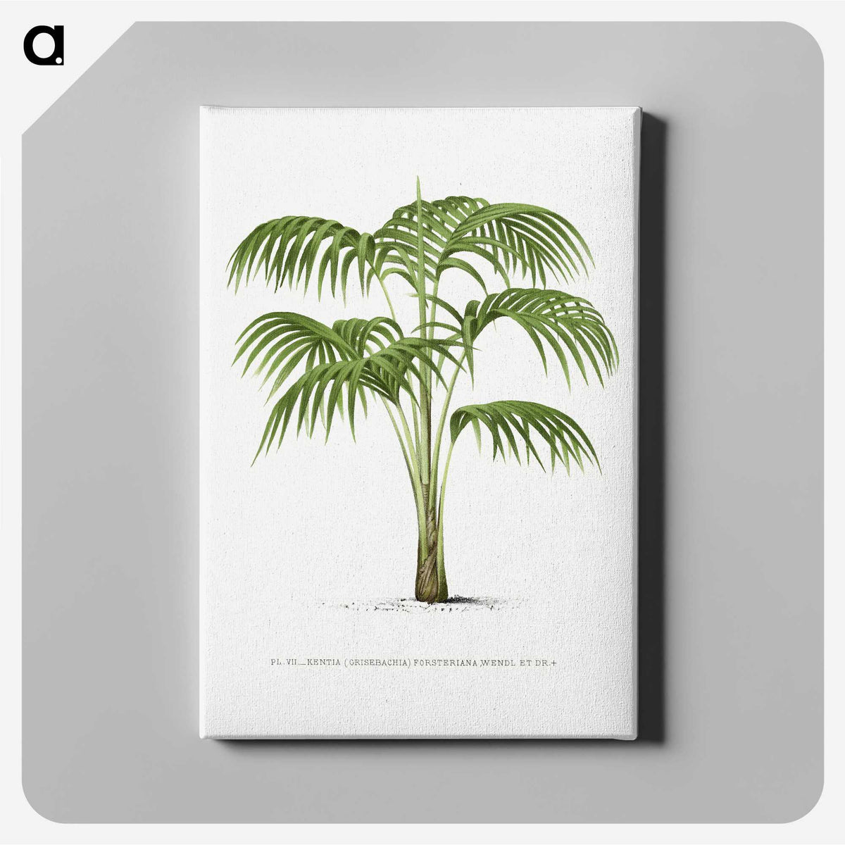 1-42_Les-Palmiers-Histoire-Iconographique_canvas