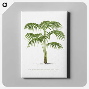 1-42_Les-Palmiers-Histoire-Iconographique_canvas