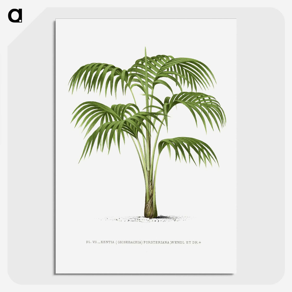 1-42_Les-Palmiers-Histoire-Iconographique_picture-crop