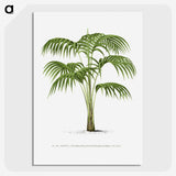 1-42_Les-Palmiers-Histoire-Iconographique_picture-crop
