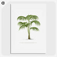 1-42_Les-Palmiers-Histoire-Iconographique_picture