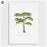 1-42_Les-Palmiers-Histoire-Iconographique_picture