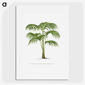 1-42_Les-Palmiers-Histoire-Iconographique_picture