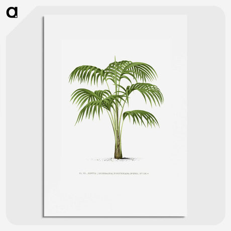 1-42_Les-Palmiers-Histoire-Iconographique_picture