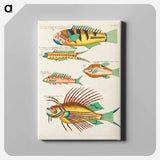アートパネル-Moluccan Fishes
 - ルイ ルナール Canvas.