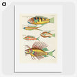 1-42_Louis-Renard_picture