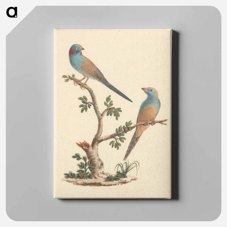 アートパネル-Red Cheeked Cordon Bleu
 - ルイージ バルガーニ Canvas.