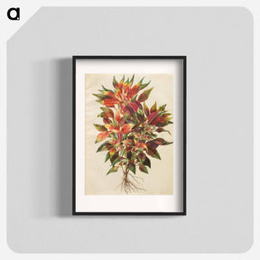 アートポスター-Amaranthus tricolor
 - マリア ジビーラ メーリアン Poster.
