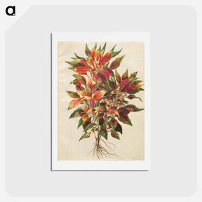 アートポストカード-Amaranthus tricolor
 - マリア ジビーラ メーリアン Postcard.