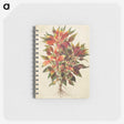 1-42_Maria-Sibylla-Merian_memo