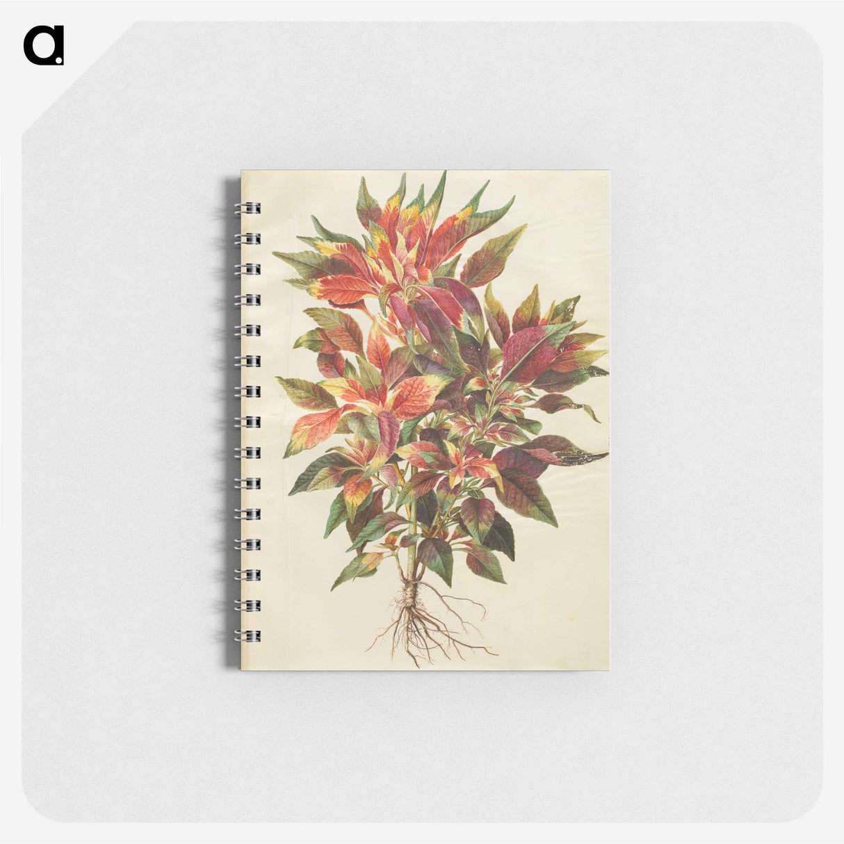 1-42_Maria-Sibylla-Merian_memo