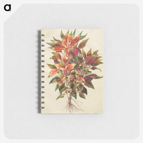 1-42_Maria-Sibylla-Merian_memo