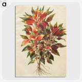 1-42_Maria-Sibylla-Merian_picture-crop