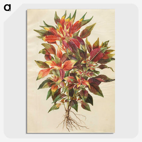 1-42_Maria-Sibylla-Merian_picture-crop