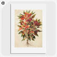 1-42_Maria-Sibylla-Merian_picture