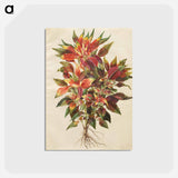 アートポストカード-Amaranthus tricolor
 - マリア ジビーラ メーリアン Postcard.