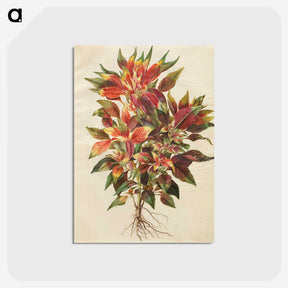 1-42_Maria-Sibylla-Merian_postcard