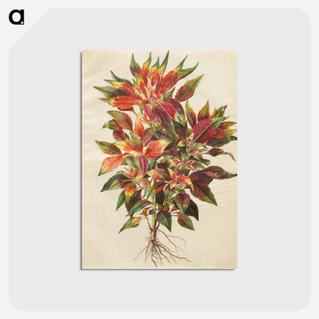 アートポストカード-Amaranthus tricolor
 - マリア ジビーラ メーリアン Postcard.