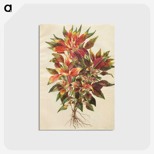 1-42_Maria-Sibylla-Merian_postcard
