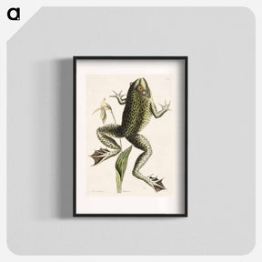 アートポスター-Bull Frog
 - マーク ケイツビー Poster.