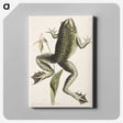 1-42_Mark-Catesby_canvas