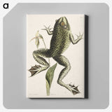 1-42_Mark-Catesby_canvas