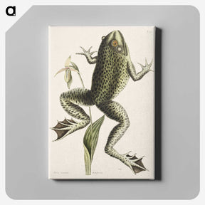 1-42_Mark-Catesby_canvas