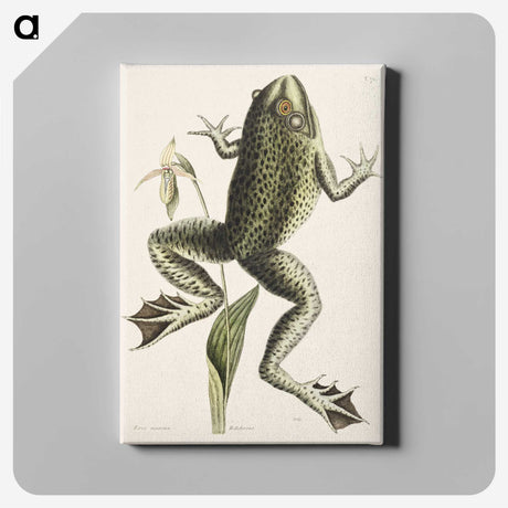 1-42_Mark-Catesby_canvas
