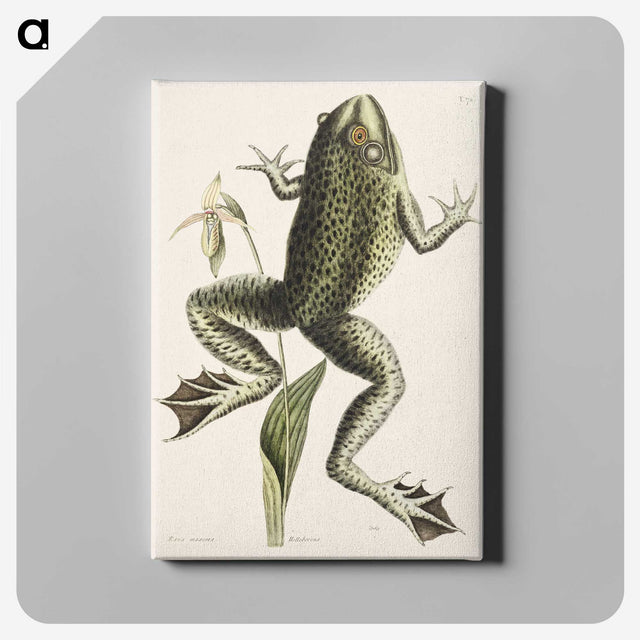 1-42_Mark-Catesby_canvas