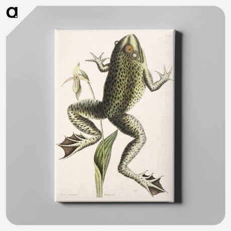 アートパネル-Bull Frog
 - マーク ケイツビー Canvas.