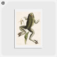 アートポストカード-Bull Frog
 - マーク ケイツビー Postcard.