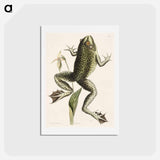 アートポストカード-Bull Frog
 - マーク ケイツビー Postcard.