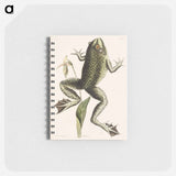 アートメモ帳-Bull Frog
 - マーク ケイツビー Memo.