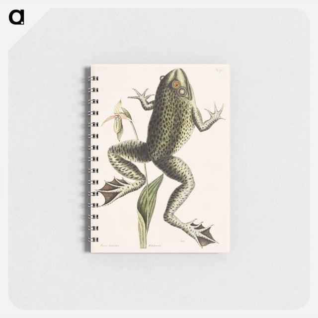アートメモ帳-Bull Frog
 - マーク ケイツビー Memo.