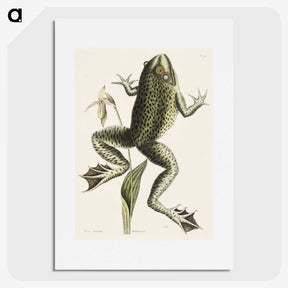 1-42_Mark-Catesby_picture