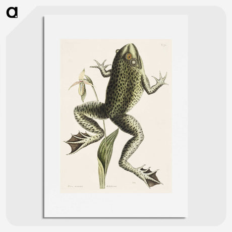 1-42_Mark-Catesby_picture